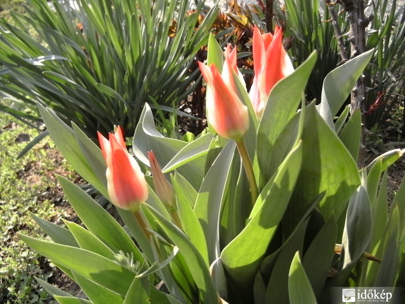 Tulipánok 1