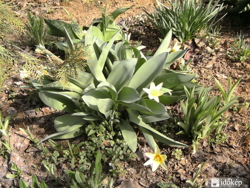 Tulipánok