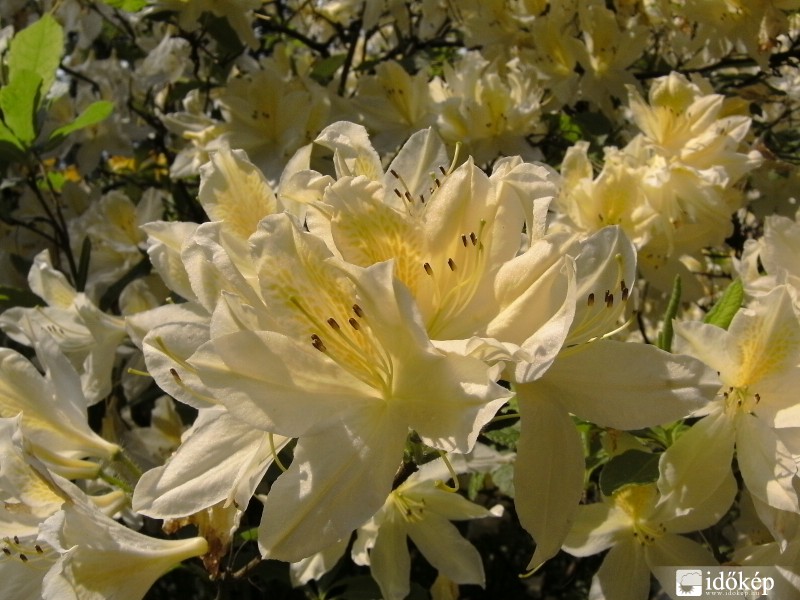 Rododendron