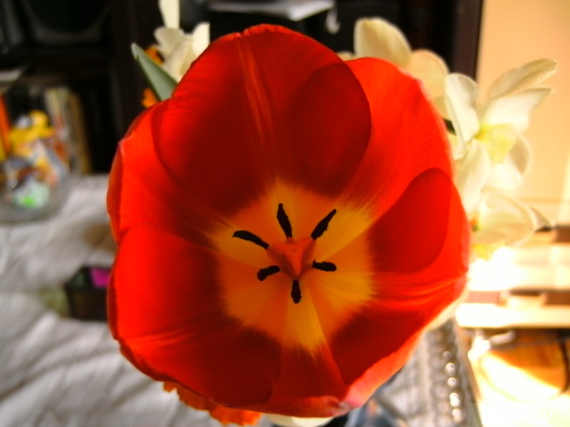 Tulipán