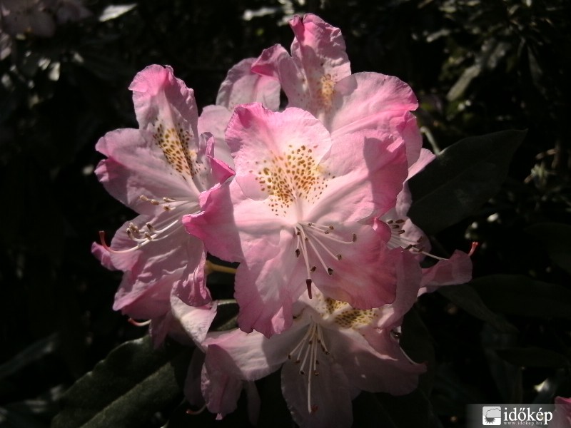 Rododendron