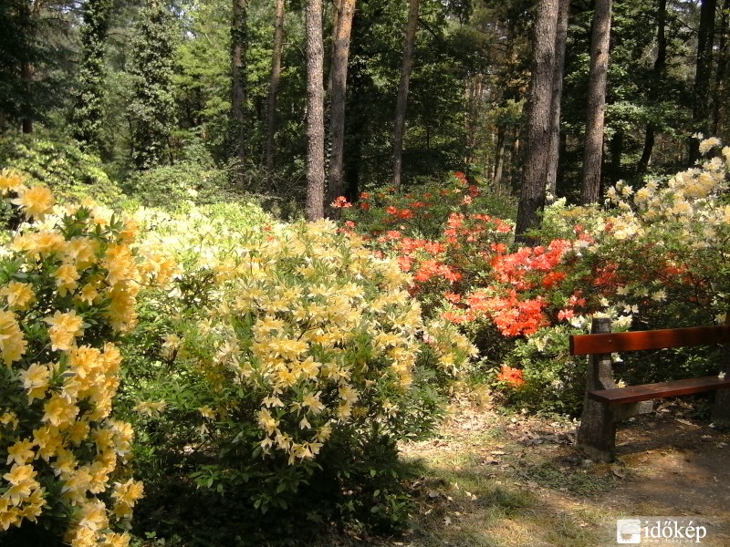 Rododendron