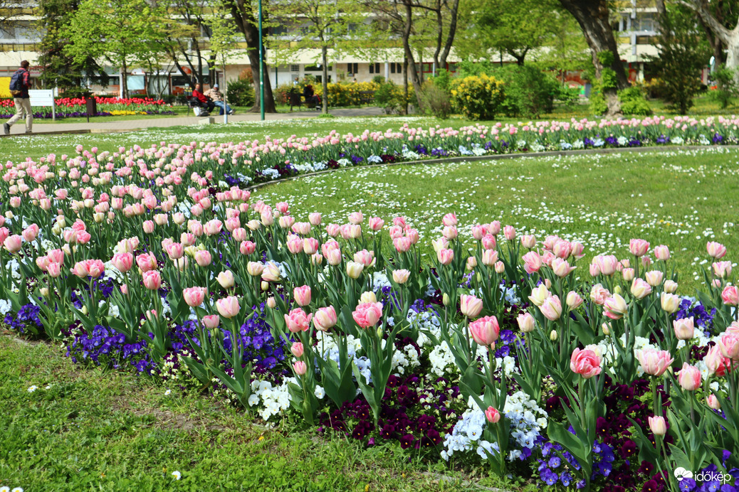 Győri tulipánok