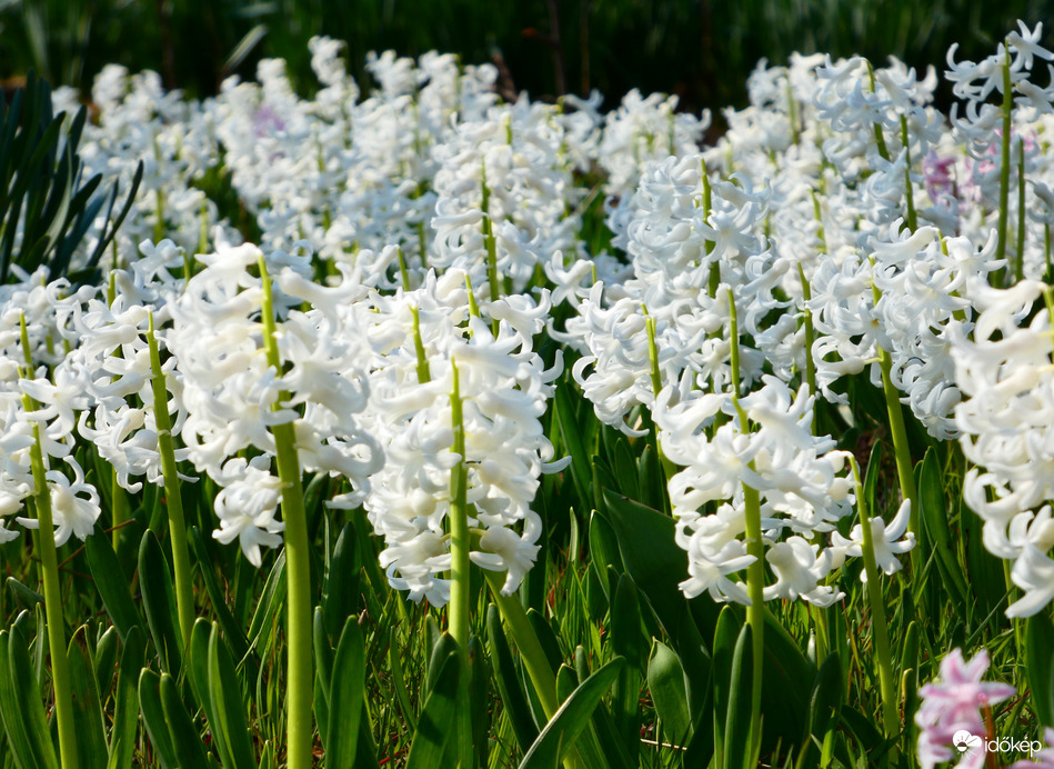 Fehér jácintok 