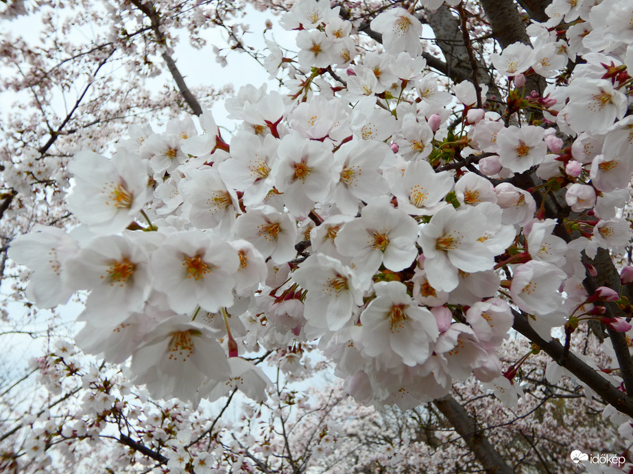 Cseresznyevirágzás 