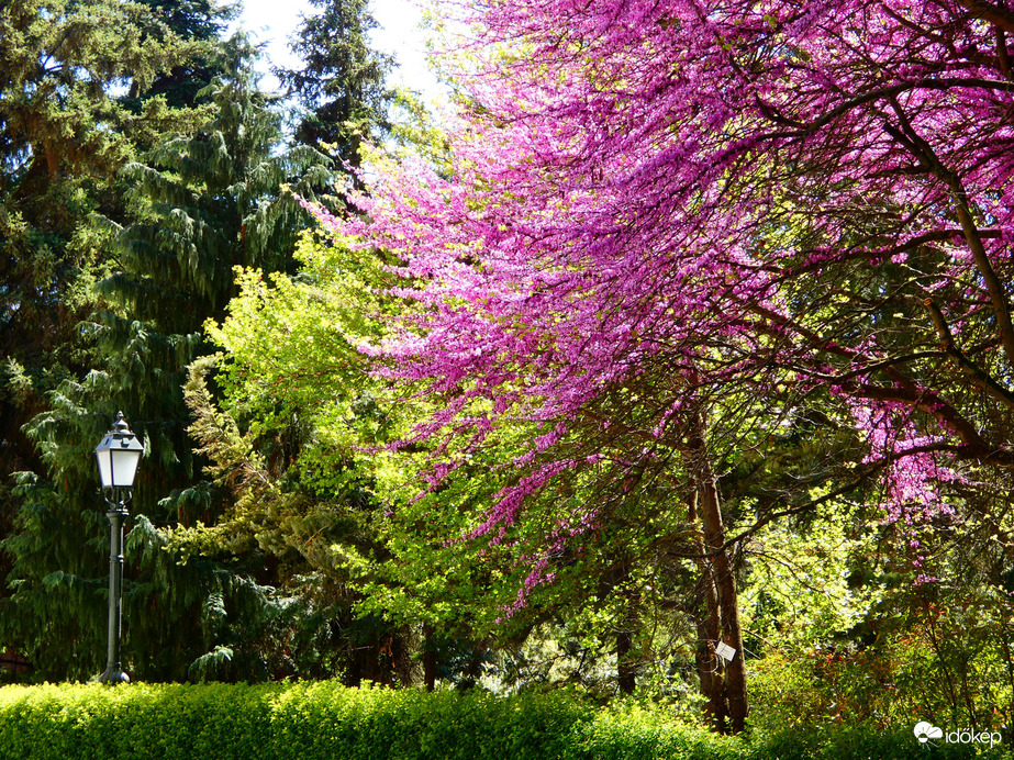 Vácrátóti Arborétum 