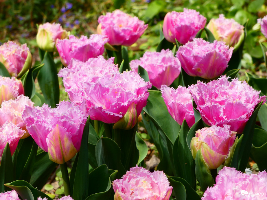 Tulipánok