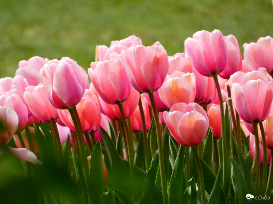 Tulipános 