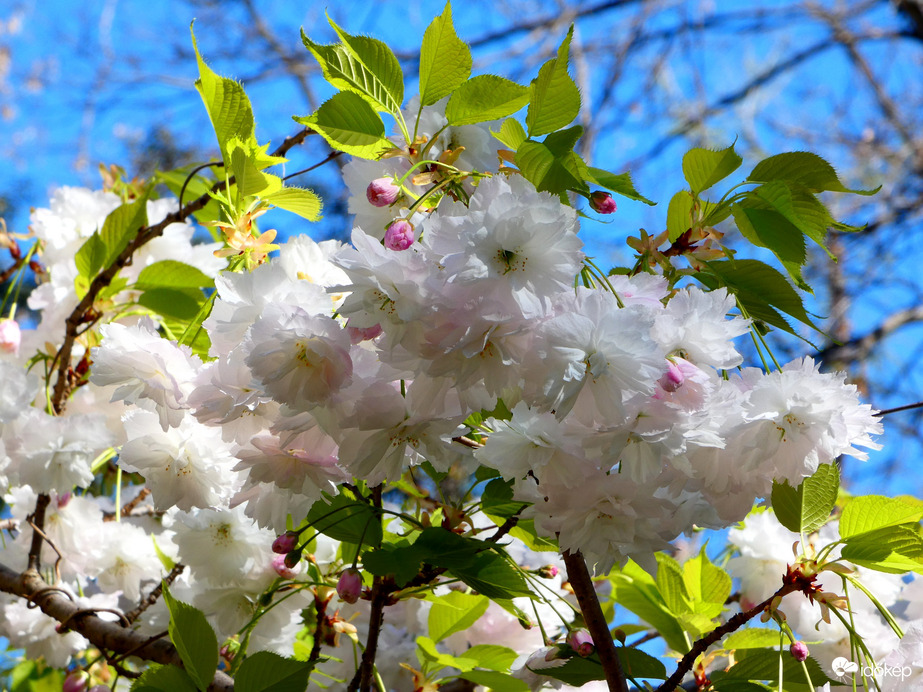 Cseresznyevirágzás a Füvészkertben