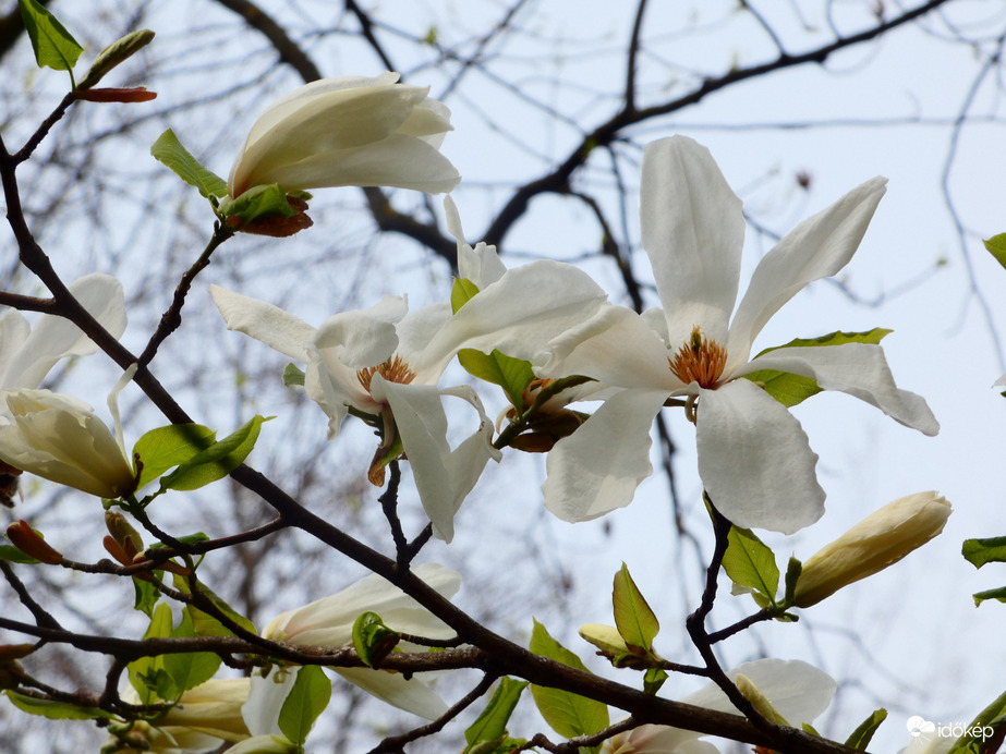 Fehér magnólia virág 