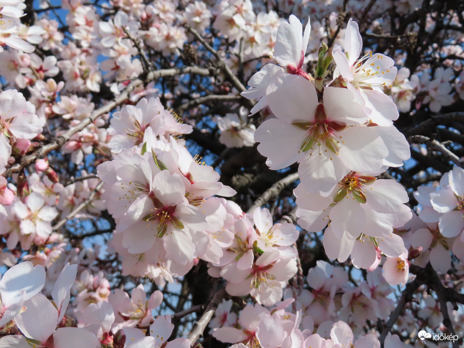 Mandulafa virágzás 