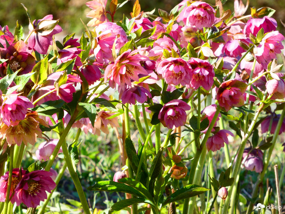 Hunyor minden mennyiségben 