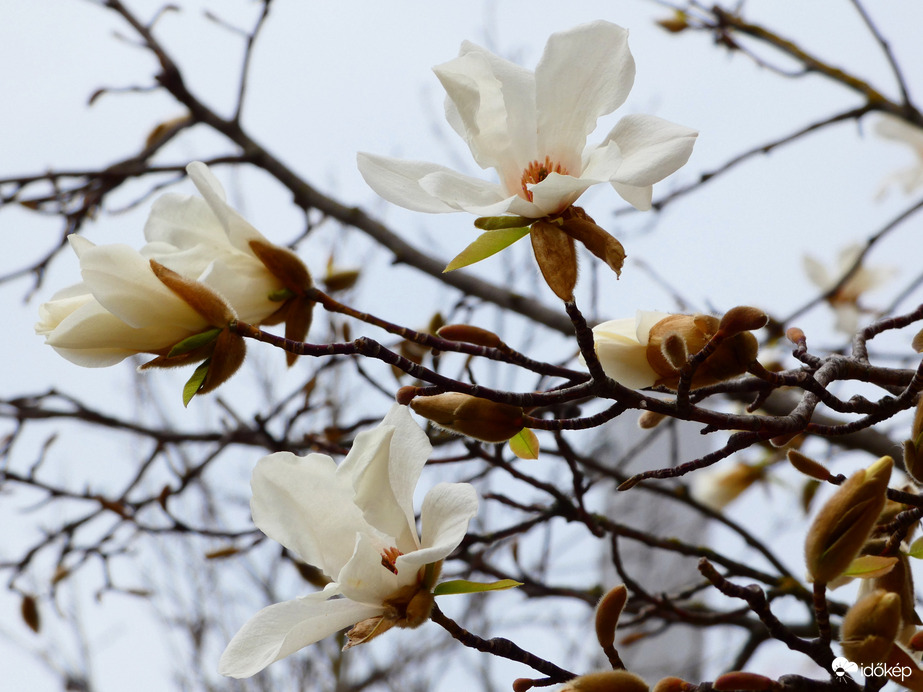 Fehér magnólia virágzás 