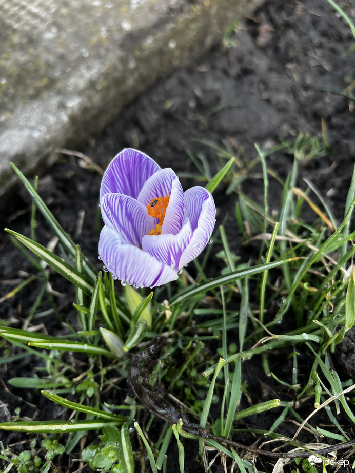 Krókusz 