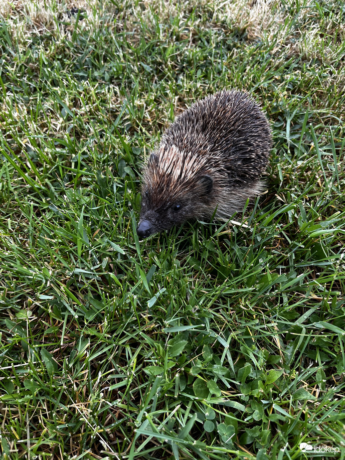 Közelebb