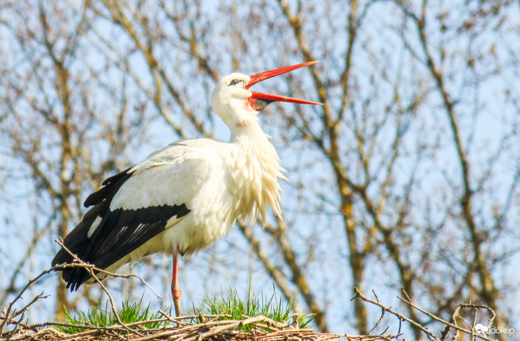Megérkezett a Fehér gólya Körmendre 