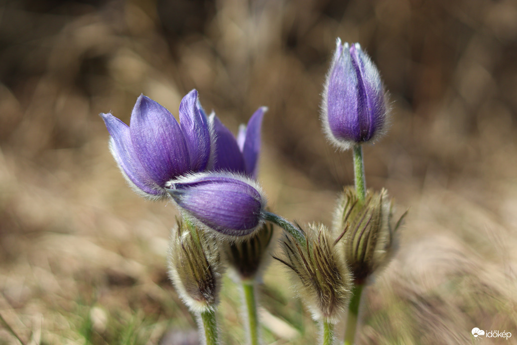 Esztergomi “leánykák”