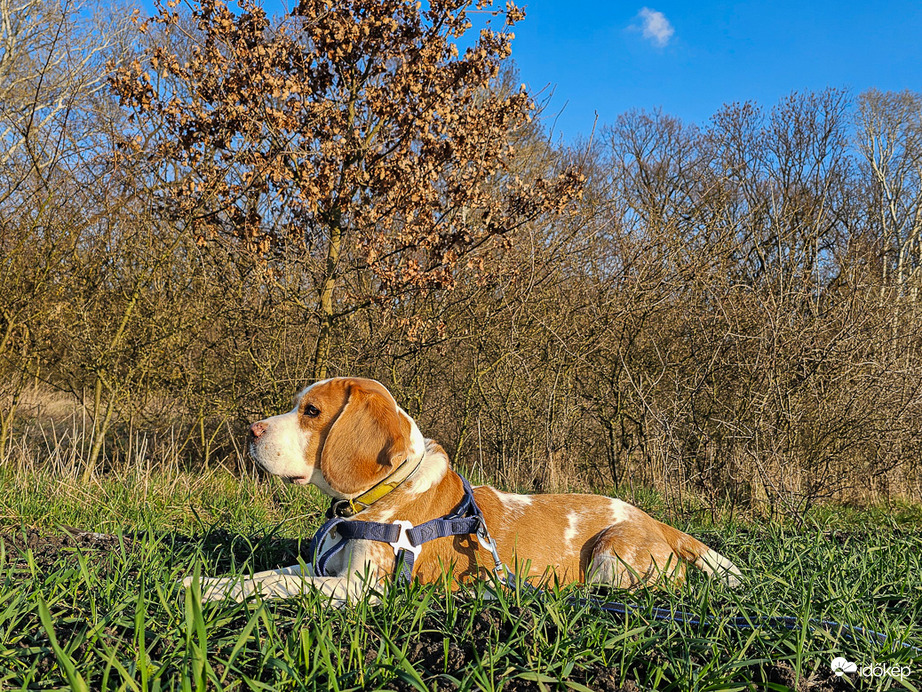 Maci lopakodó üzemmódban