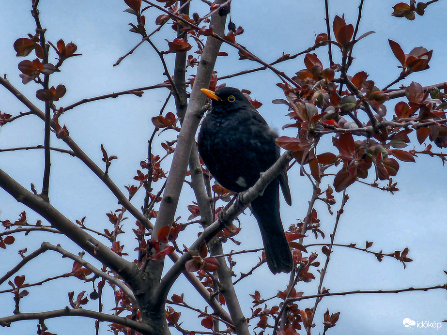 Don RodRigó bosszúja (250. epizód)