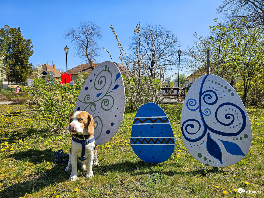  Locsolás indul! Maci már a tojásokra feni a fogát...
