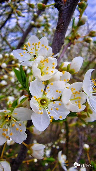 ...szirmok között...  :)