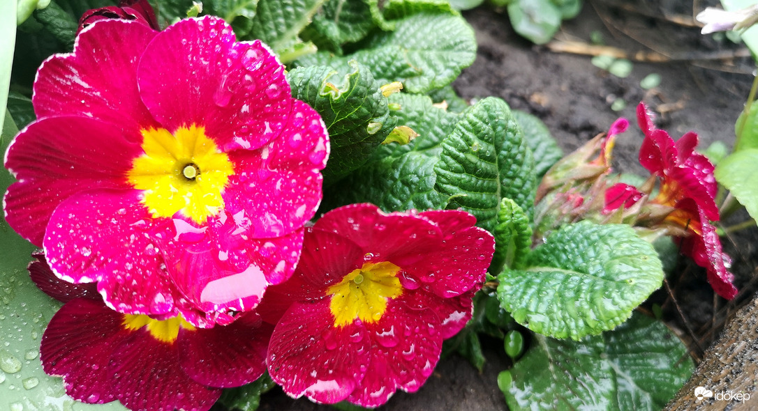 Primula