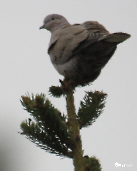GALAMB A FENYŐ TETEJÉN 