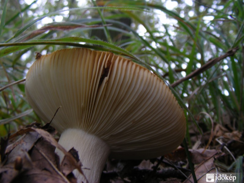 Gomba