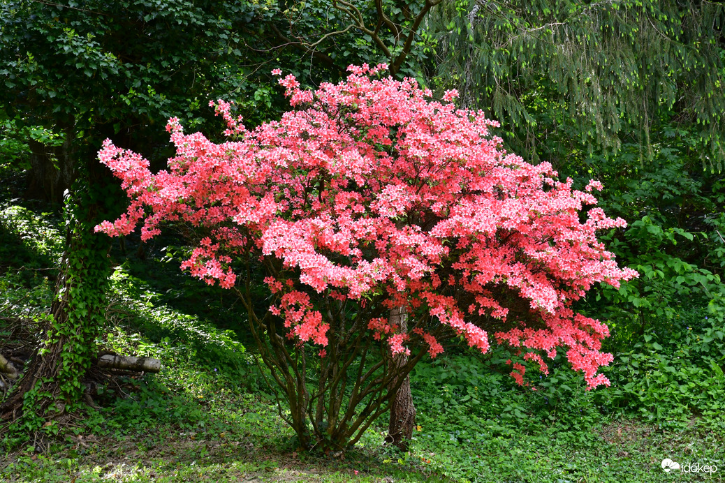 Azálea