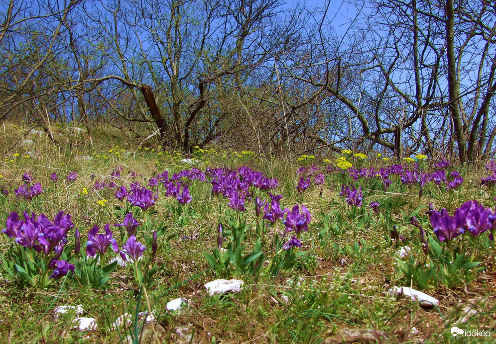 A természet virágoskertje 