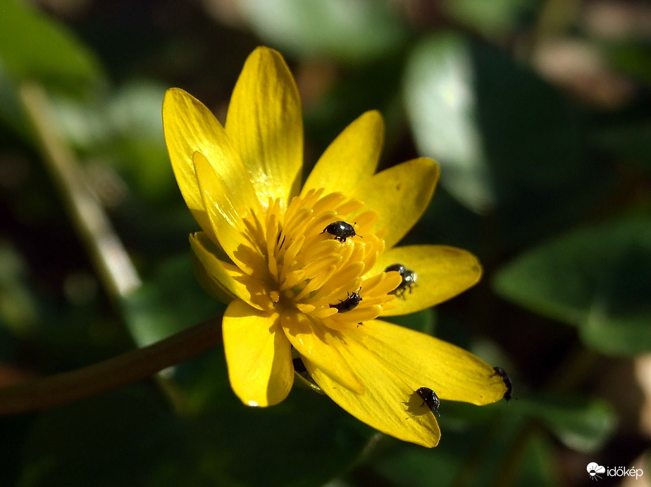 Salátabogi "látogatókkal" :)