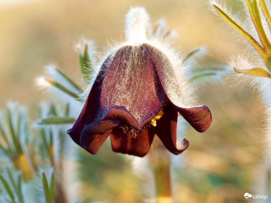 Bordó bársonyban, bolyhos kabátkában  