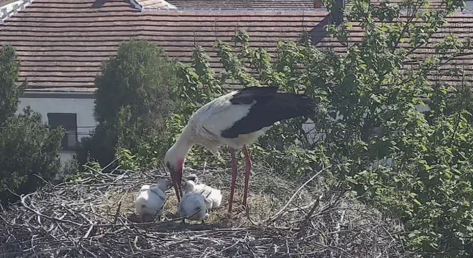 3 kisgólya látott napvilágot Fertőhomokon