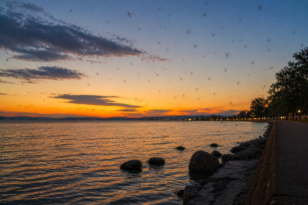 Kevesebb árvaszúnyog lesz idén a Balatonnál