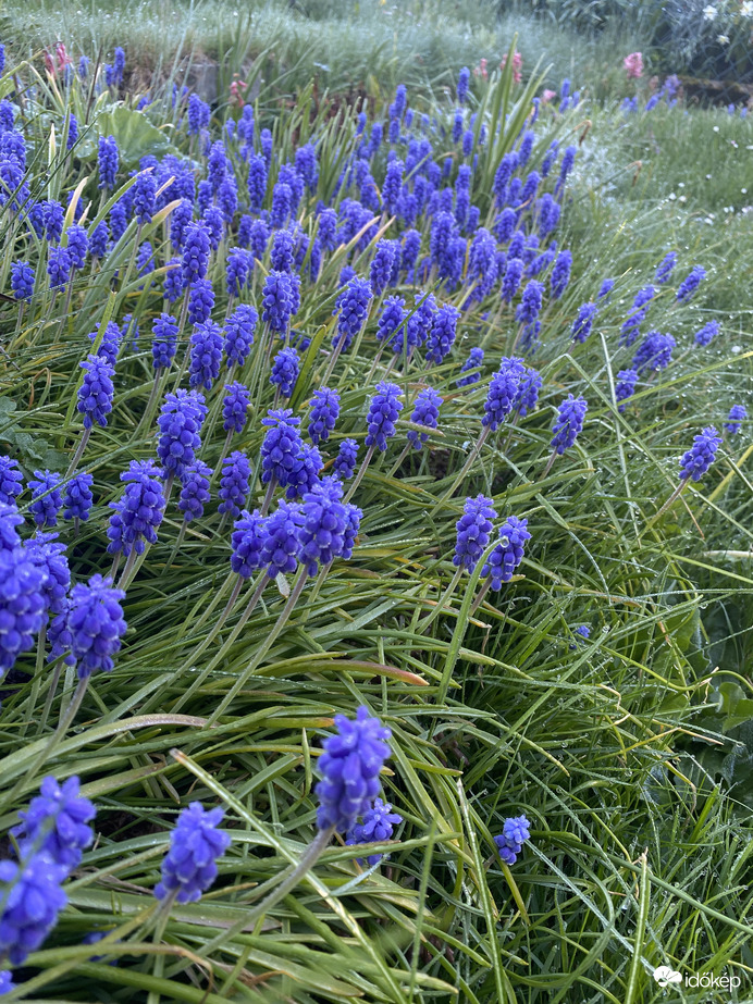 Örmény Gyöngyike (Muscari armeniacum)