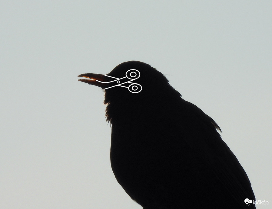 Rigónak születtem, h.olló lesz belőlem? 