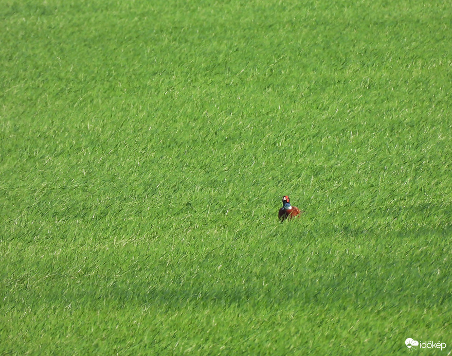 Nem találom a golflabdámat 