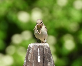 Giliszta letartóztatva