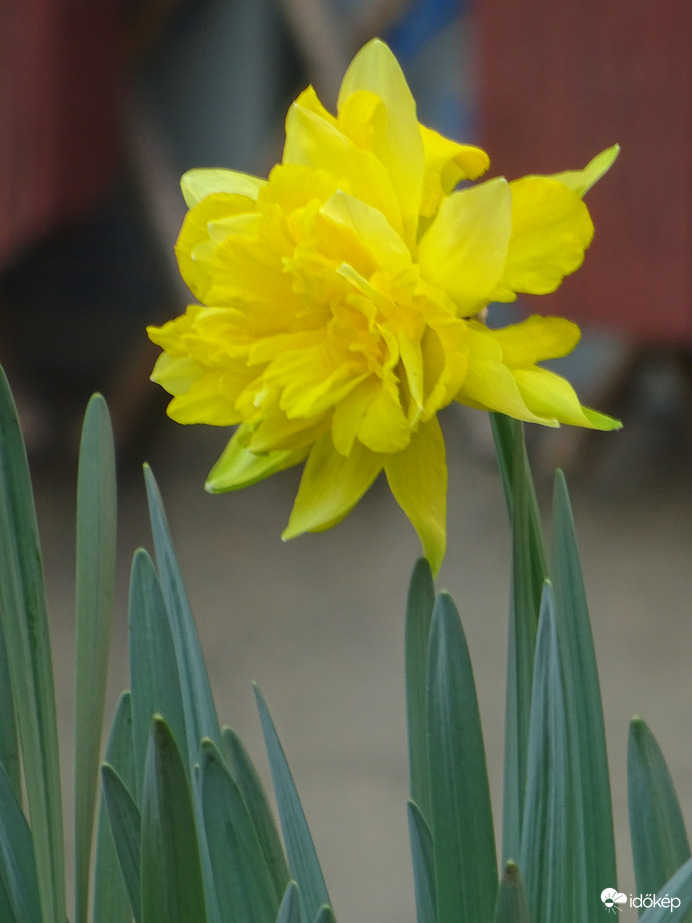 Kinyíltak a nárciszok is...