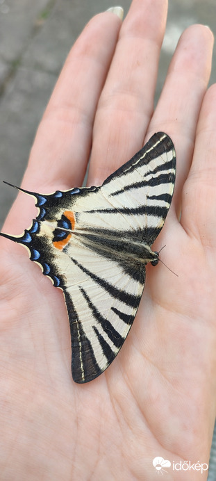 Kardos lepke 