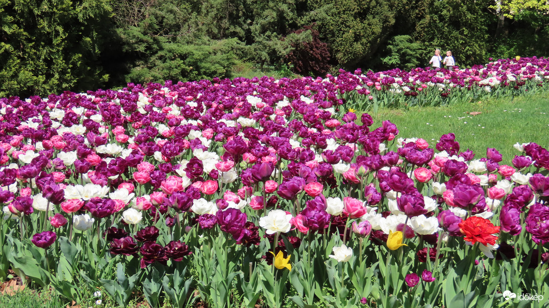 Tulipánözön a Vácrátóti Botanikuskertben.