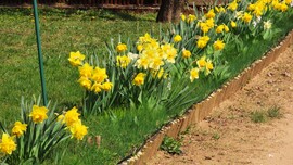 "Kertem nárciszokkal végigültetéd..."