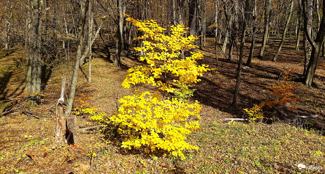 A Bükk őszi csodái - 9