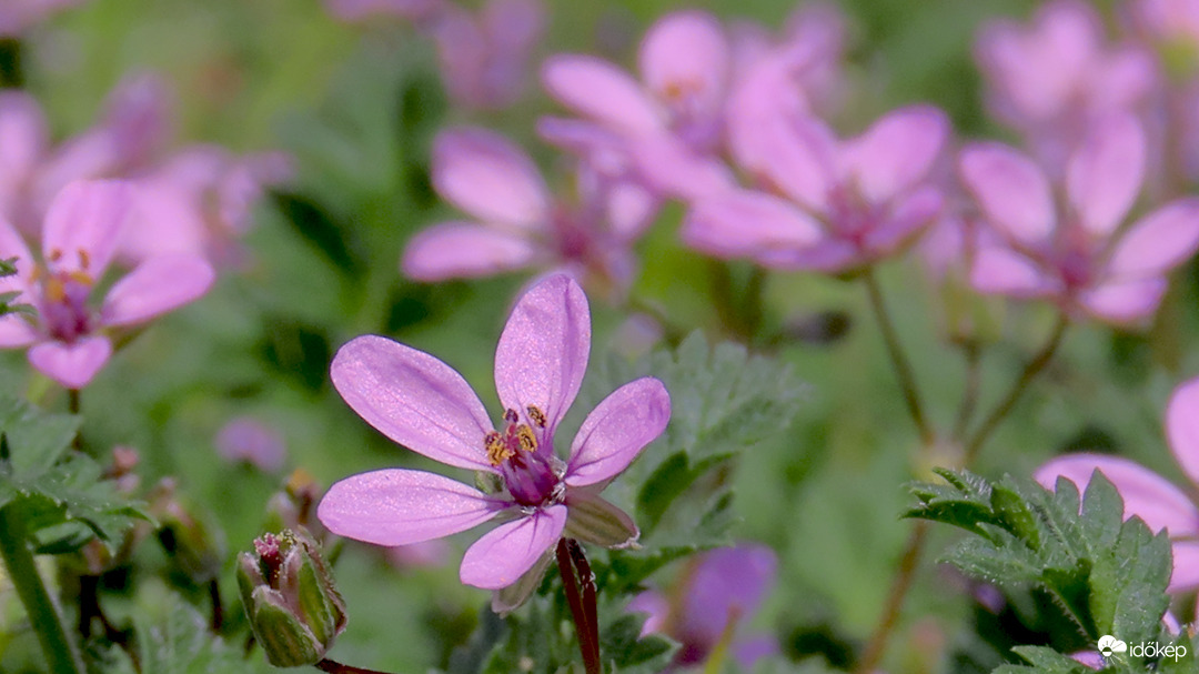 Bürökgémorr (Erodium cicutarium)
