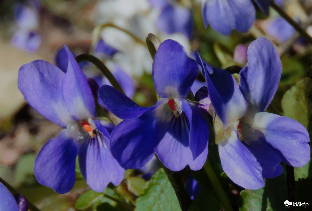 A Budai Arborétumban