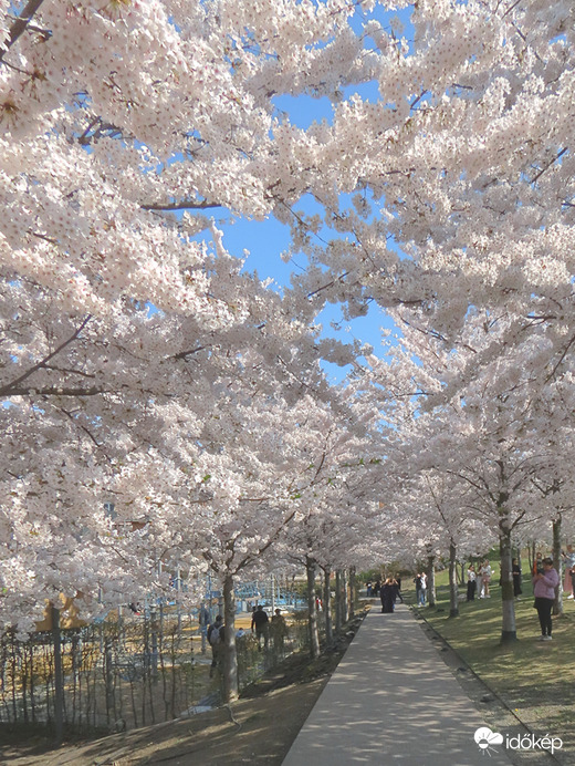 Virágzik a díszcseresznye a Széllkapu parkban
