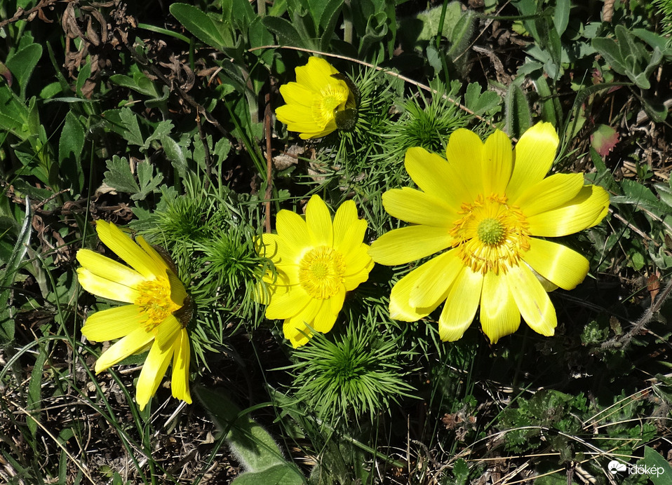 Tavaszi hérics(Adonis vernalis)