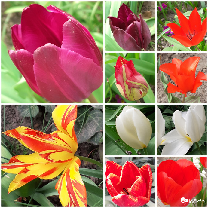 Mai tulipán fotók