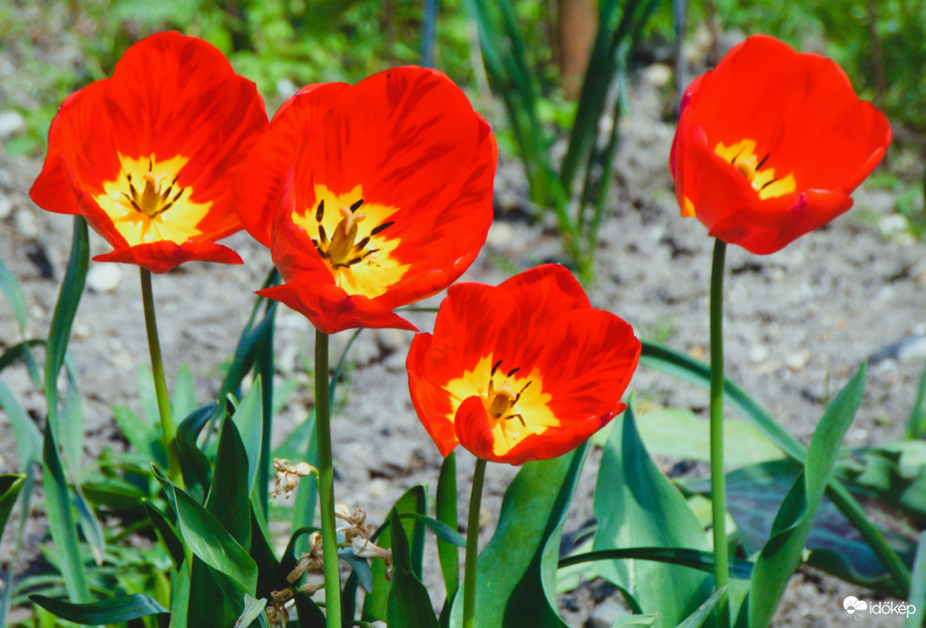 Tulipánok