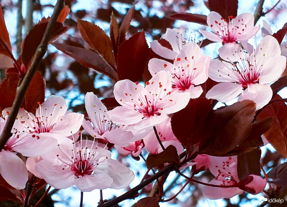 Vérszilva fa virágzik